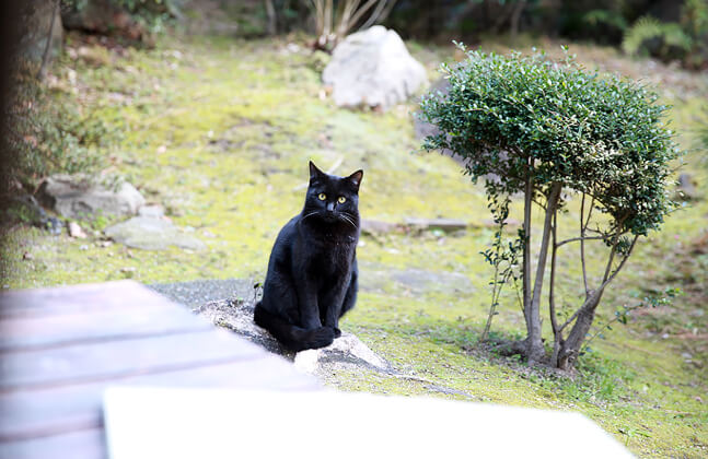 猫好きならではの視点で猫を撮影します